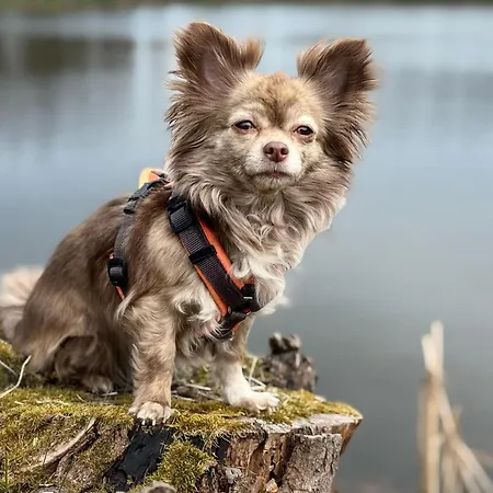 Hundeurlaub Im Tiny House Im Wald Villa Tanna Exterior photo