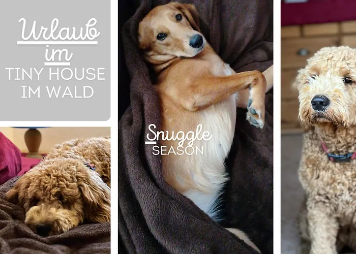 Hundeurlaub Im Tiny House Im Wald