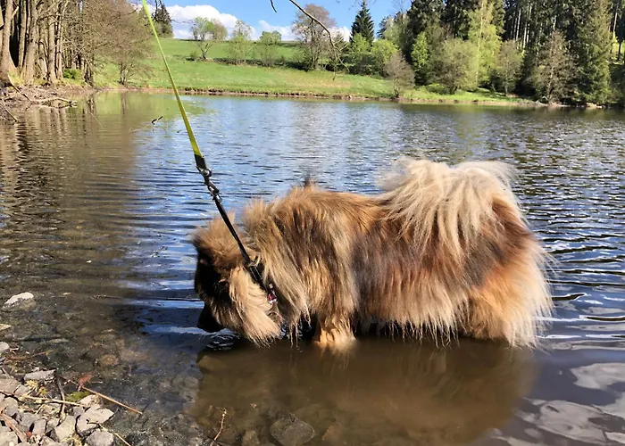 Hundeurlaub Im Tiny House Im Wald