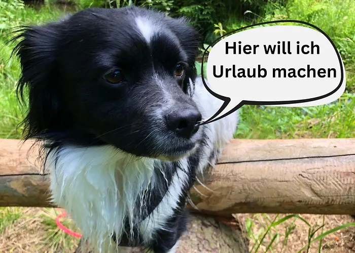 Hundeurlaub Im Tiny House Im Wald