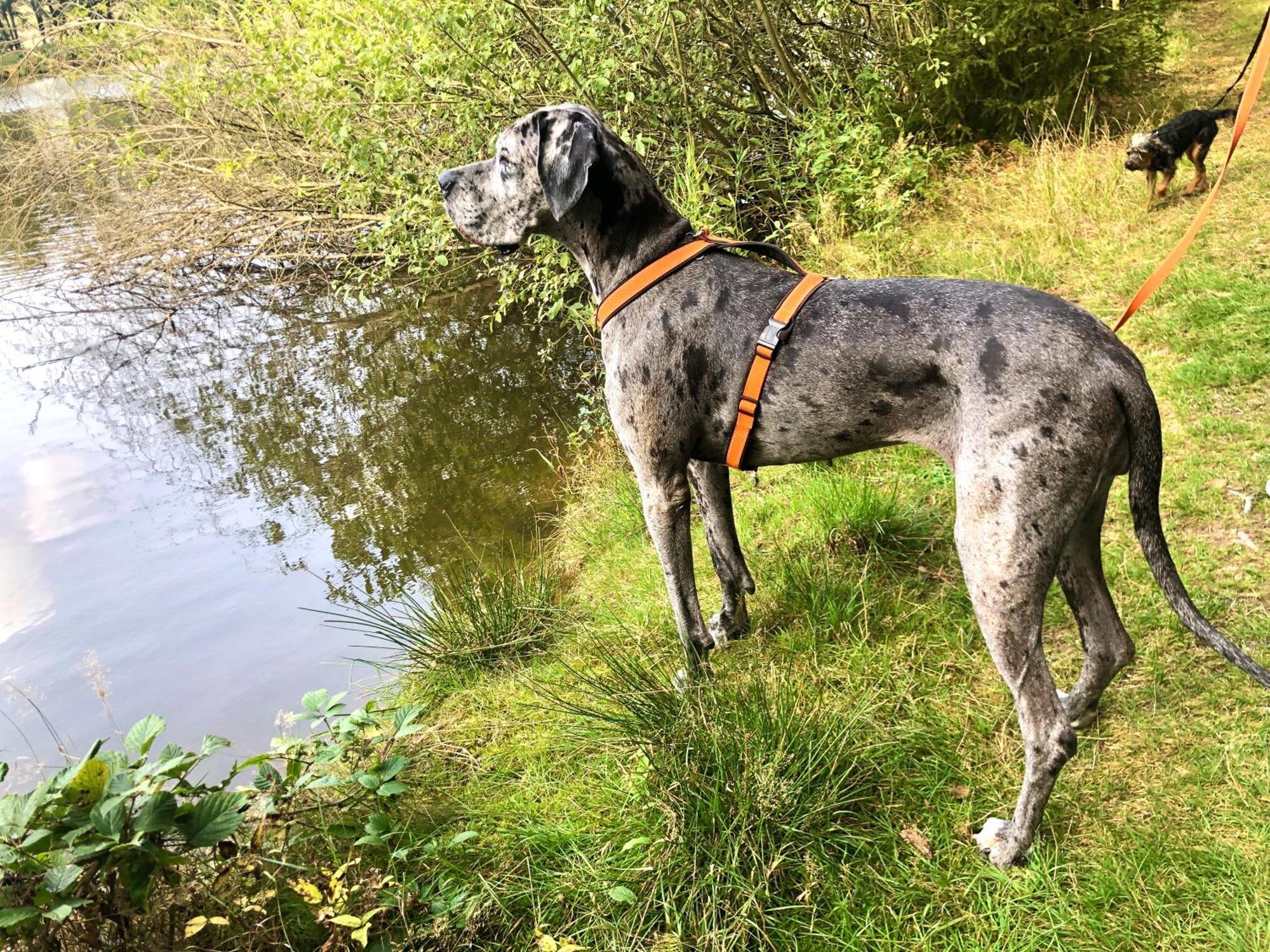 Hundeurlaub Im Tiny House Im Wald *