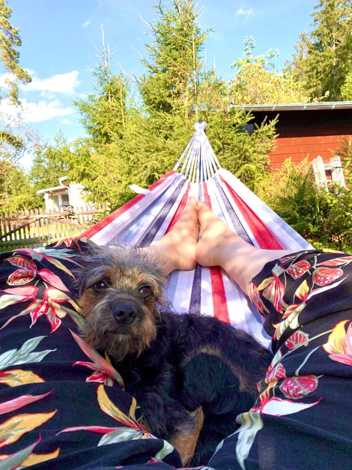 Hundeurlaub Im Tiny House Im Wald Tanna