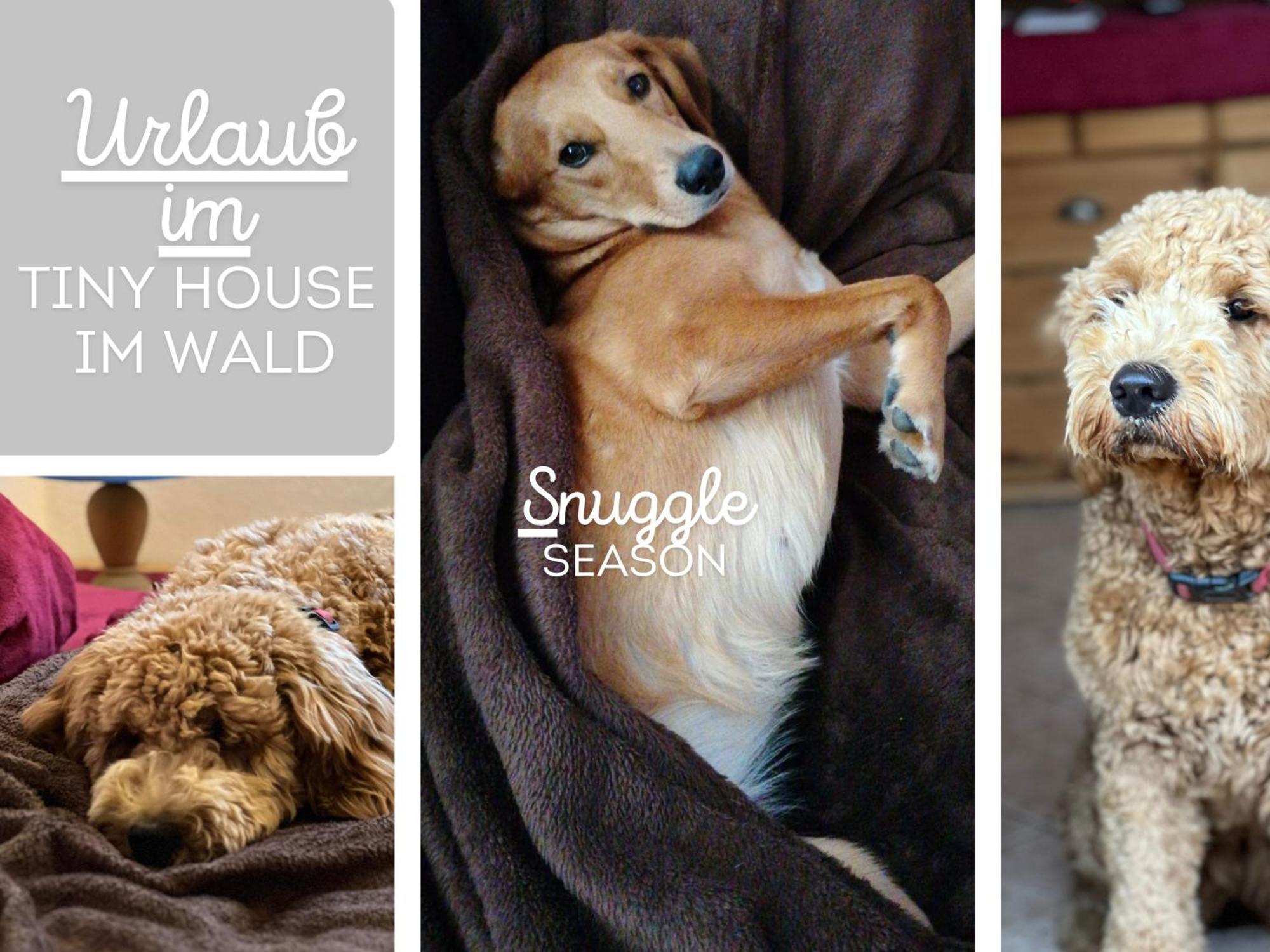 Holiday home Hundeurlaub Im Tiny House Im Wald