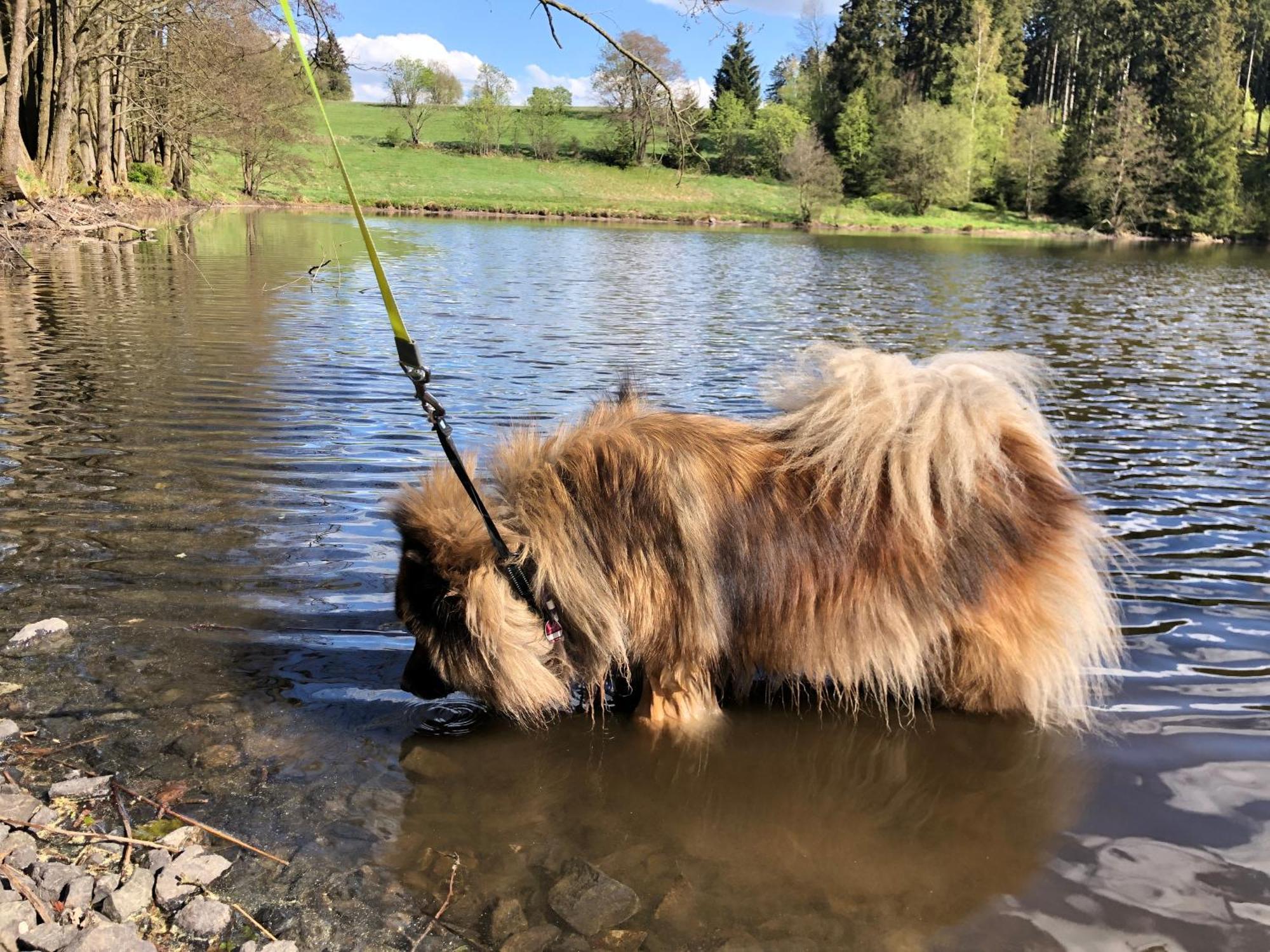 Holiday home Hundeurlaub Im Tiny House Im Wald *