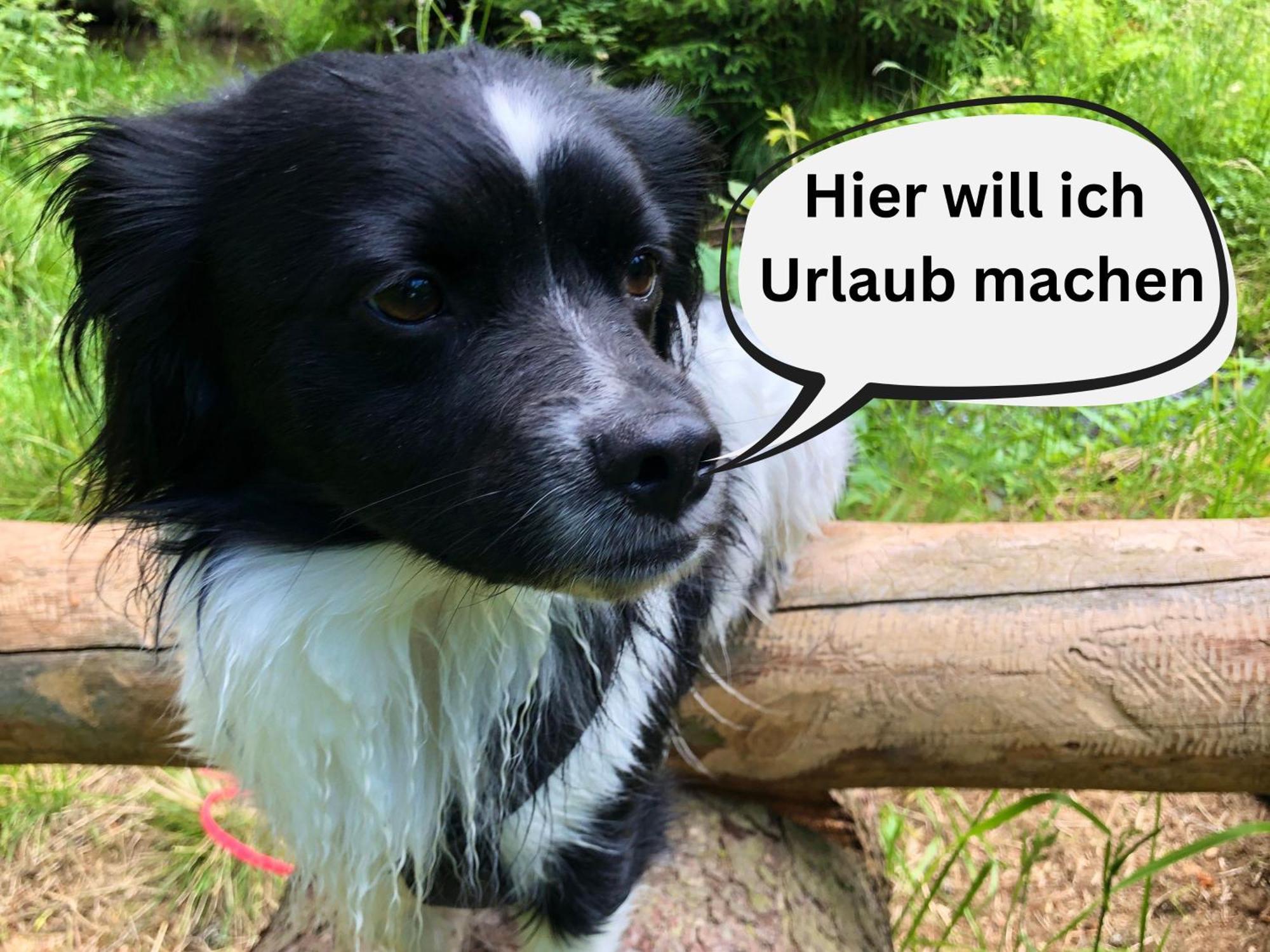 Holiday home Hundeurlaub Im Tiny House Im Wald *