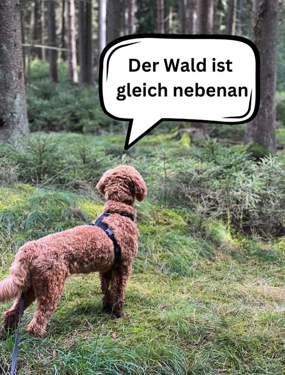 Hundeurlaub Im Tiny House Im Wald Holiday home Tanna