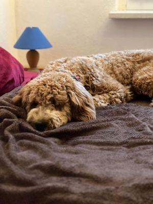 Holiday home Hundeurlaub Im Tiny House Im Wald Tanna