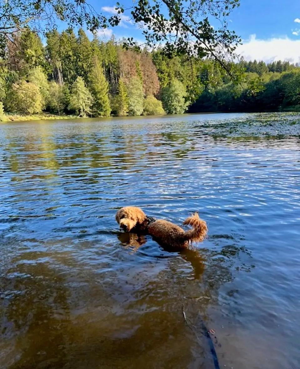 Hundeurlaub Im Tiny House Im Wald *